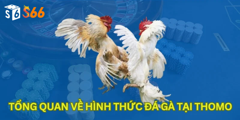 Tổng quan về hình thức đá gà tại Thomo